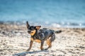 Wet dog shaking water off Royalty Free Stock Photo