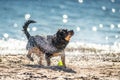 Wet dog shaking Royalty Free Stock Photo