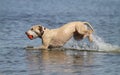 Wet dog splashing through the lake with orange ball Royalty Free Stock Photo