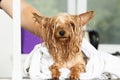 Wet dog in a towel Royalty Free Stock Photo