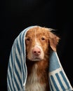 Wet dog under towel in his teeth. Funny pet on a black background. water procedures.