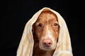 Wet dog under towel in his teeth. Funny pet on a black background. water procedures.