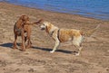 Wet dogs greeting each other in a friendly and playful manner