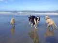Wet dogs running around having fun on a beach Royalty Free Stock Photo