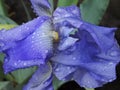 wet with drops bright blue flower after rain