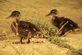 Wet duckies Royalty Free Stock Photo