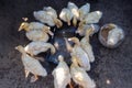 Wet ducklings drinking the water, eating corn and taking a bath in a tub.