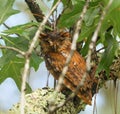 Wet Eastern screech owl - Megascops asio - after heavy thunderstorm perched on turkey oak tree in a Florida. Red rufous color Royalty Free Stock Photo