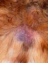 Wet eczema in dog, skin diseases in animals close up Royalty Free Stock Photo