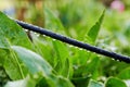 Wet electric cable in the grass in the garden after the rain