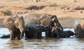 Wet elephant herd drinking at a waterhole