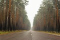 Wet empty asphalt road through forest in foggy rainy autumn day, highway in rural landscape Royalty Free Stock Photo