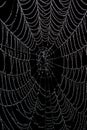 Wet, empty spider web