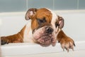 Wet english bulldog puppy in the bathroom Red-haired with white colored closeup portrait british breed