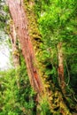 eucalypt forest Tasmania