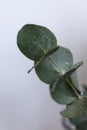 wet eucalyptus silverdollar leaves Royalty Free Stock Photo