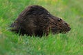 Wet eurasian beaver walking in the grass at dusk.