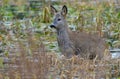 Wet European roe deer stands immersed in deep water lake Royalty Free Stock Photo