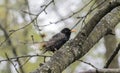 Wet European Starling Standing on Tree Branch Royalty Free Stock Photo