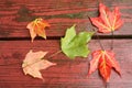 Wet Fall Leaves on redwood Royalty Free Stock Photo