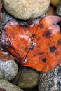 Wet fall orange spotted tulip poplar leaf on river rocks Royalty Free Stock Photo