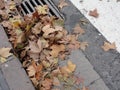 Fallen autumn leaves on street drain, after the rain.