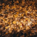 Wet fallen autumn leaves after rain background Royalty Free Stock Photo