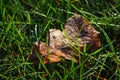 Wet fallen brown leaf on a fresh grass. Water droplets. Natural background. Morning dew Royalty Free Stock Photo