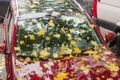 Wet fallen leaves on hood, windshield and roof of car
