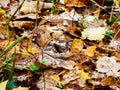 Wet fallen leaves on surface of meadow in autumn Royalty Free Stock Photo