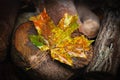 Wet fallen maple leaf. Yellow leaf. Withering leaf close-up. Selective focus Royalty Free Stock Photo