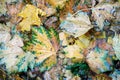 Wet fallen maple leaves under the rain in autumn Royalty Free Stock Photo