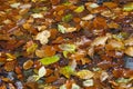 Leaf fall. Multicolor  leaves on the water surface Royalty Free Stock Photo