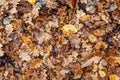 Wet fallen oak leaves. Autumn leaf fall. Royalty Free Stock Photo