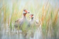 wet feathers detail, geese in morning dew grass Royalty Free Stock Photo