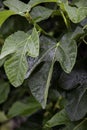 Wet fig leaves Royalty Free Stock Photo