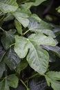 Wet fig leaves Royalty Free Stock Photo