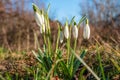 Wet first flowers as snowdrops in early Spring morning at forest in Germany, closeup, details Royalty Free Stock Photo