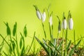 Wet first flowers as snowdrops in early Spring morning at forest in Germany, closeup, details Royalty Free Stock Photo