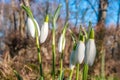 Wet first flowers as snowdrops in early Spring morning at forest in Germany, closeup, details Royalty Free Stock Photo