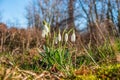 Wet first flowers as snowdrops in early Spring morning at forest in Germany, closeup, details Royalty Free Stock Photo