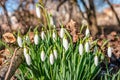 Wet first flowers as snowdrops in early Spring morning at forest in Germany, closeup, details Royalty Free Stock Photo