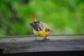 Wet Fledgling Baltimore Oriole Royalty Free Stock Photo