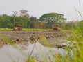 Wet / flooded / muddy soil in a paddy field being plowed by a tractors in the hot afternoon in a rural area in Thailand