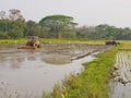 Wet / flooded soil in a paddy field being plowed by a tractors in the hot afternoon in a rural area in the North of Thailand