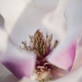 Wet, flower in field, Magnolia.