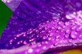 Wet flower part close up as floral backdrop with fragile petal with macro water drop on bright sunbeams.