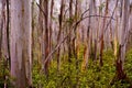 Wet foggy eucalyptus trees in Blue Mountains Australia Royalty Free Stock Photo