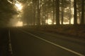 A wet foggy forest road Royalty Free Stock Photo