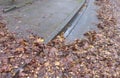 Wet foliage. Danger by wet foliage in autumn on the road and  walkway Royalty Free Stock Photo